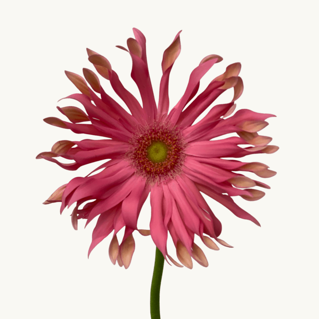 Toscana Gerbera